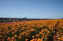 Flower Fields Carlsbad CA (18)